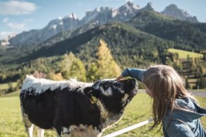 Animali e masi di Carezza